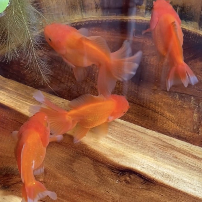 Ikan Hias Mas Koki Goldfish Oranda Rosetail Short Body / red berkualitas