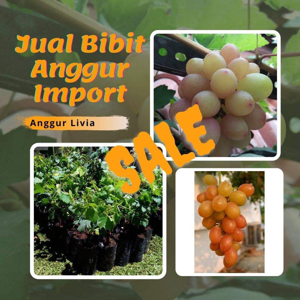 Benih Anggur Import Livia, bibit anggur livia
