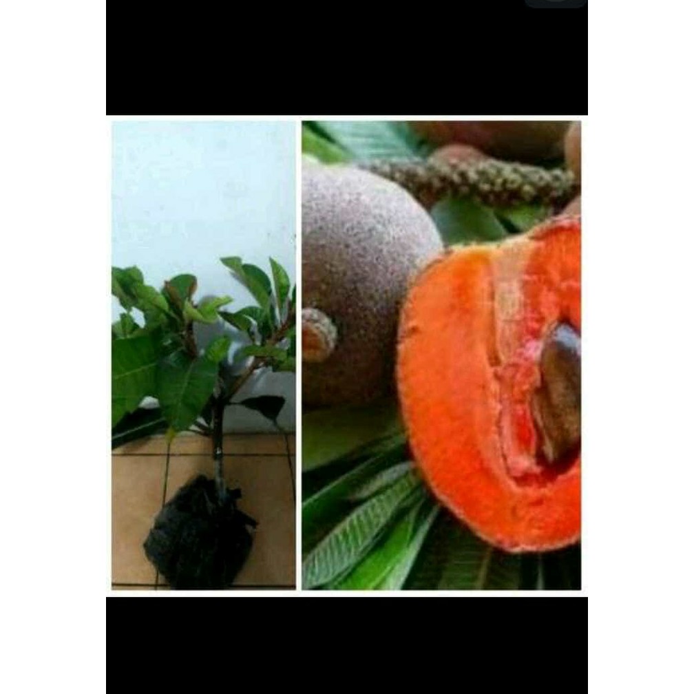 Bibit Tanaman bibit mamey sapote havana