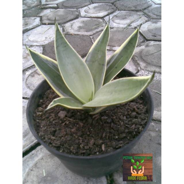 Tanaman hias sensivera hahnii cream