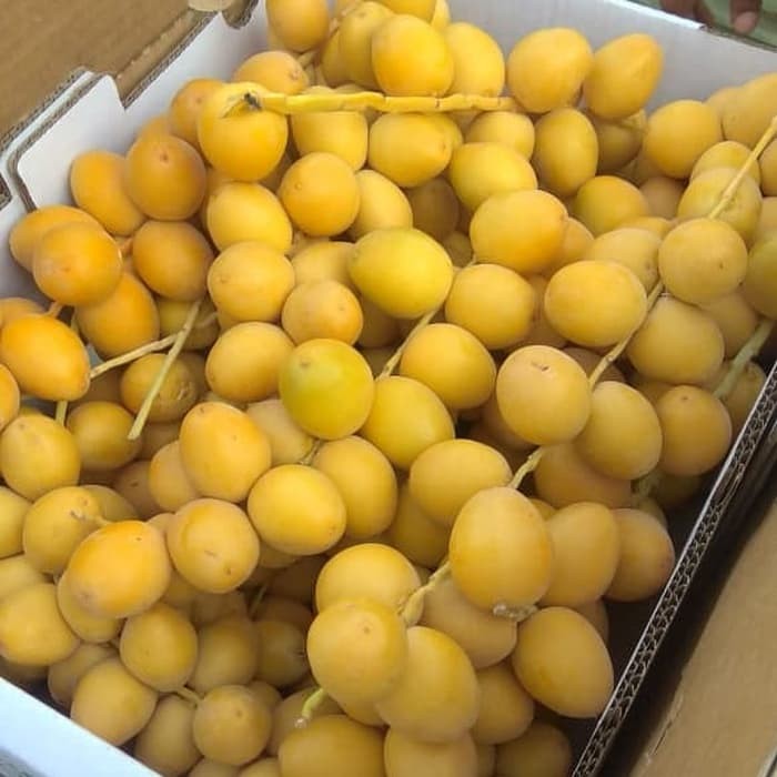 

BURUAN BELI - KURMA MUDA SEGEER FRESH BUKAN BEKU, HARGA GROSIR