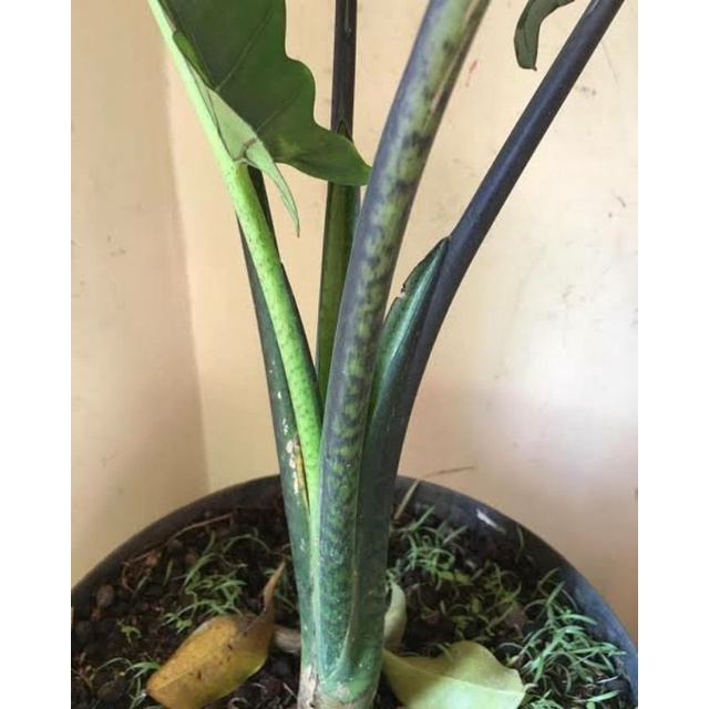 alocasia keris papua / keladi keris papua / black sipit