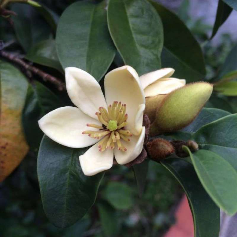 Bunga cempaka mulya berbunga