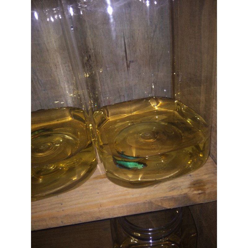 Cupang hias baby avatar