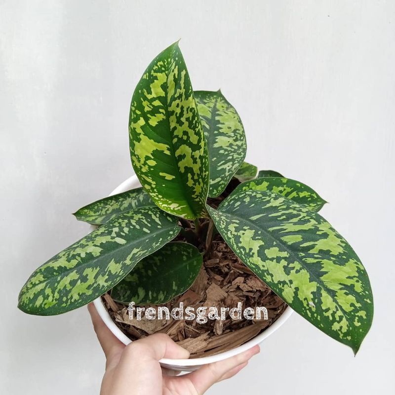 Tanaman Hias Blanceng Army loreng - Aglonema Abry