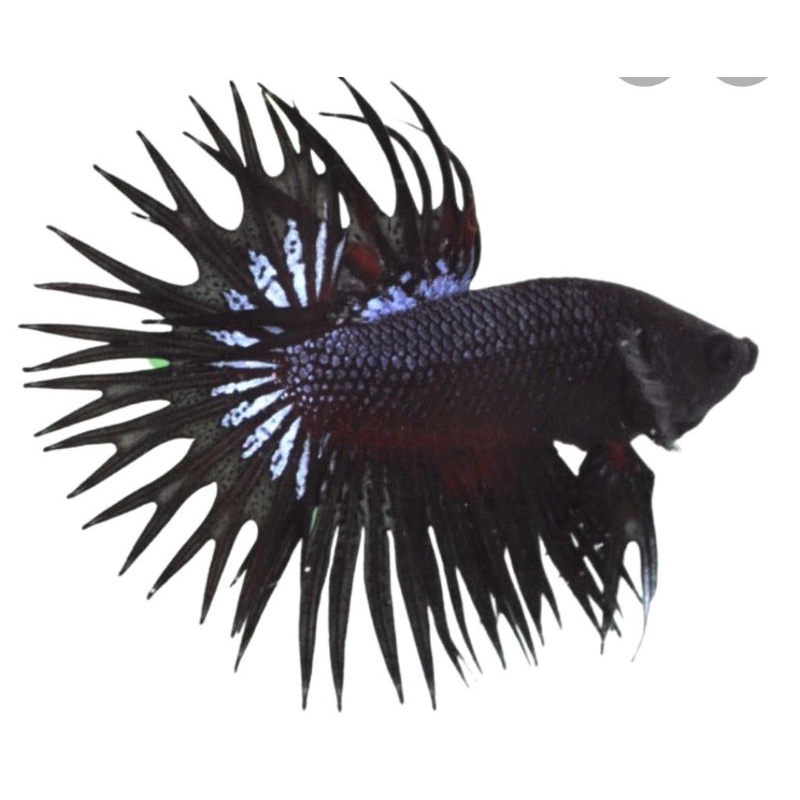 CT Black Orchid cowok size M