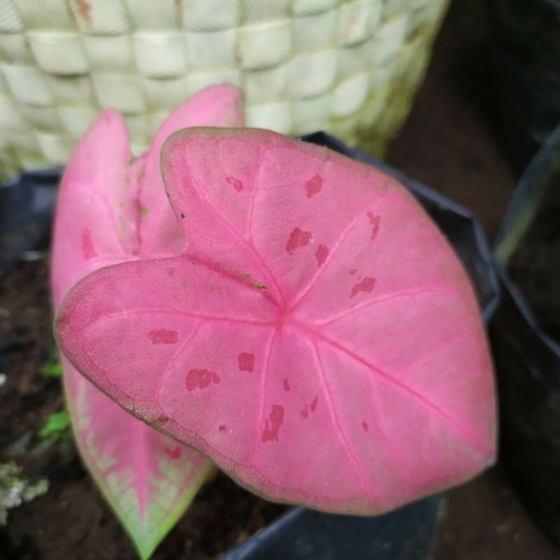 Bonggolan UMBI sexy pink / caladium thailand / keladi sexy pink SALE