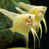 Hiasan Aquarium/Manfish Golden Yellow Fish Aquascape Berkualitas