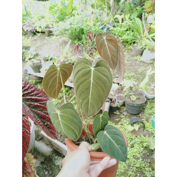 Philodendron Melanochrysum