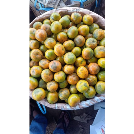 

jerukmedanBerastagimanis