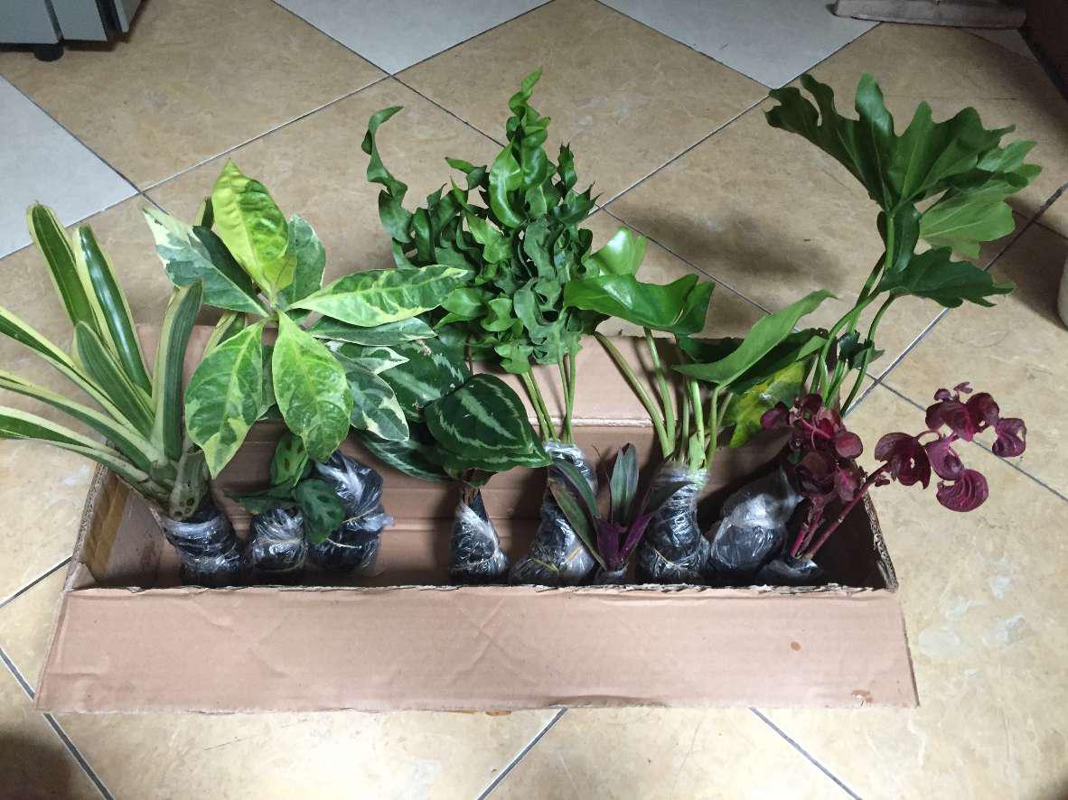 Tanaman Hias Gantung Ivy Variegata