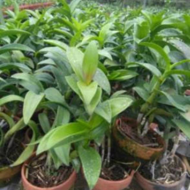 paket anggrek dendrobium dewasa siap spike