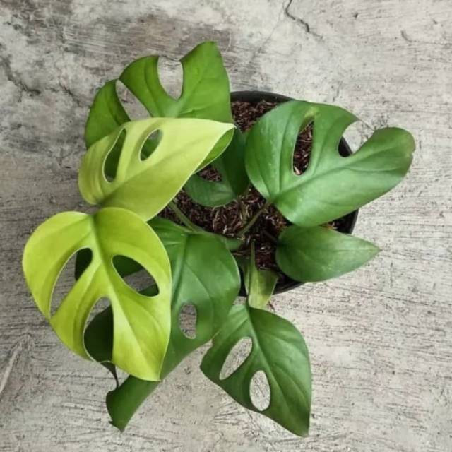 Tanaman hias monstera rhapidopora - monstera rhapidopora pertusa