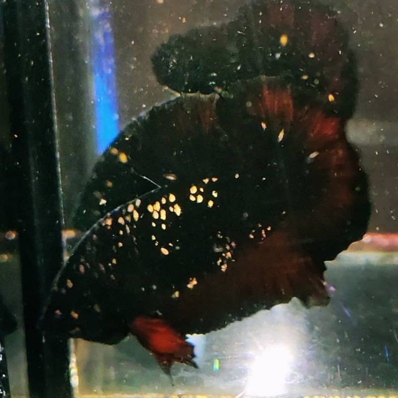 IKAN CUPANG HIAS AVATAR COPER RINTIK PASIR TOP GRADE PAIR TERMURAH FREE DAUN KETAPANG BONUS SEPASANG