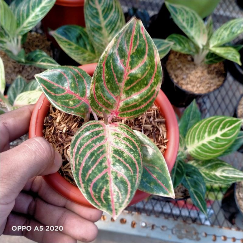 Tanaman hias hidup aglonema - aglonema rotundum - tanaman hidup aglonema - aglonema rotundum - bunga