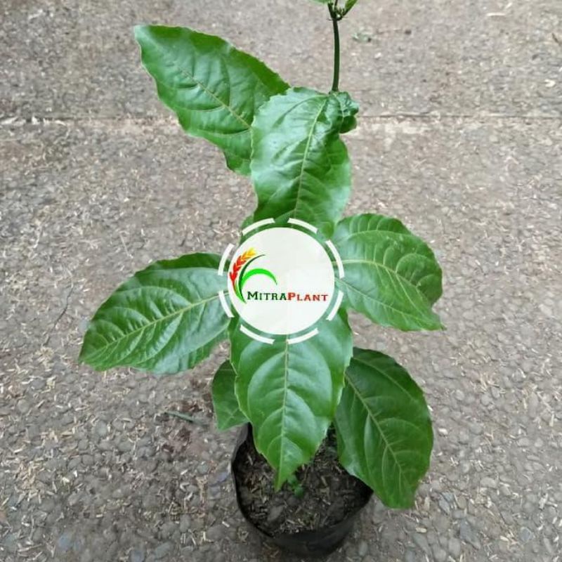 Bibit Pohon Markisa Ungu - Tanaman Buah Markisa Ungu Rambat