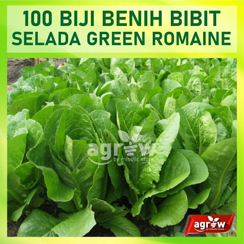Bibit Sayuran 100 Benih Selada Green Romaine Selada Lettuce Romaine Hijau Sayur Known You Seed