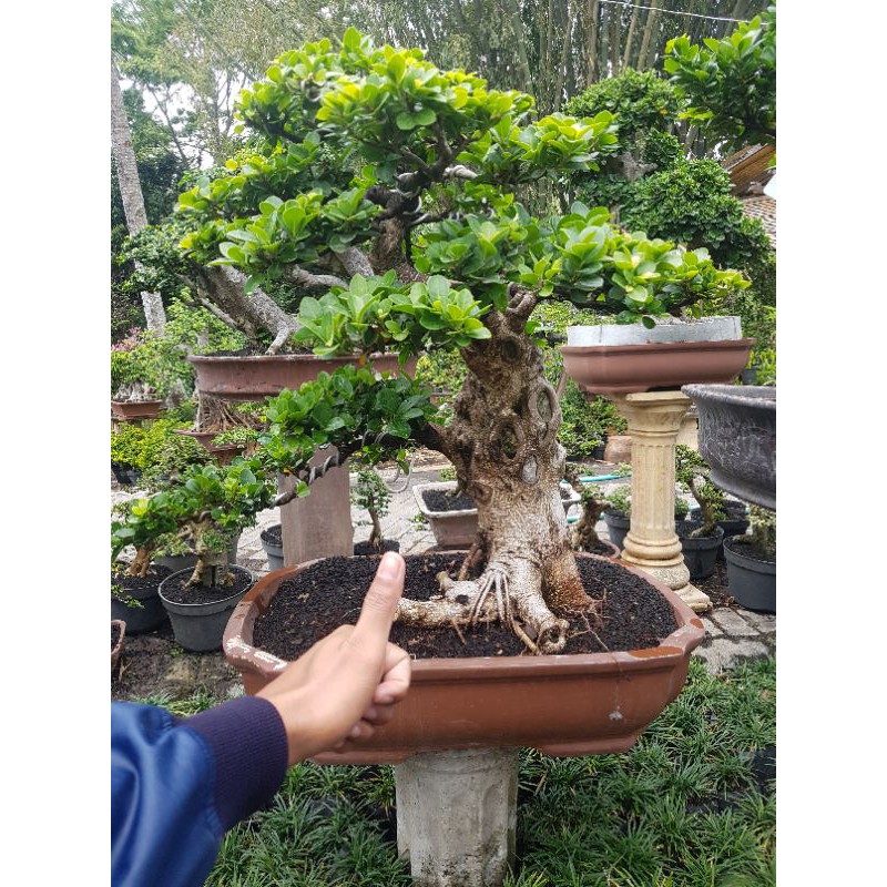 Tanaman hias bonsai ficus compacta ( free ongkir )