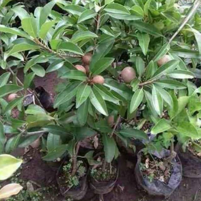 Bibit sawo jumbo malaysia