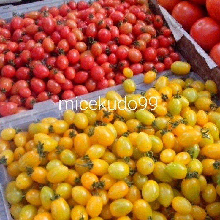 

TOMAT CHERRY MERAH KUNING SEGAR FRESH TOMATO CERI RED YELLOW