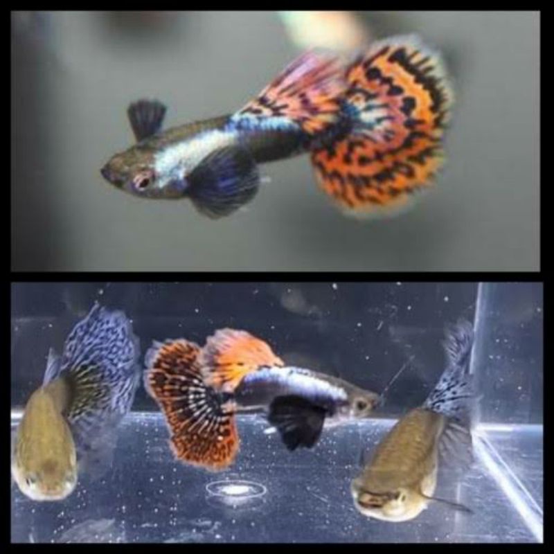 Ikan Guppy PRMBE