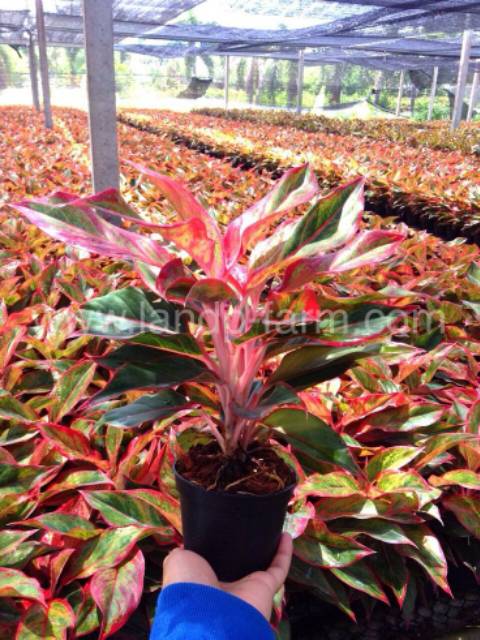 Tanaman Hias Aglonema - Aglonema Siam Aurora - Aglonema Red Lipstik - Tanaman Hias