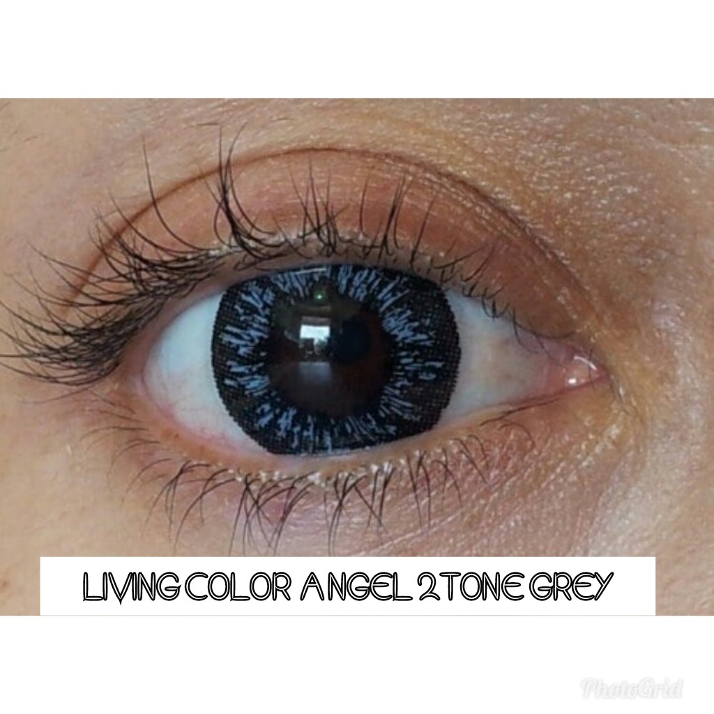 LIVING COLOR ANGEL 2TONE GREY (NORMAL ONLY)