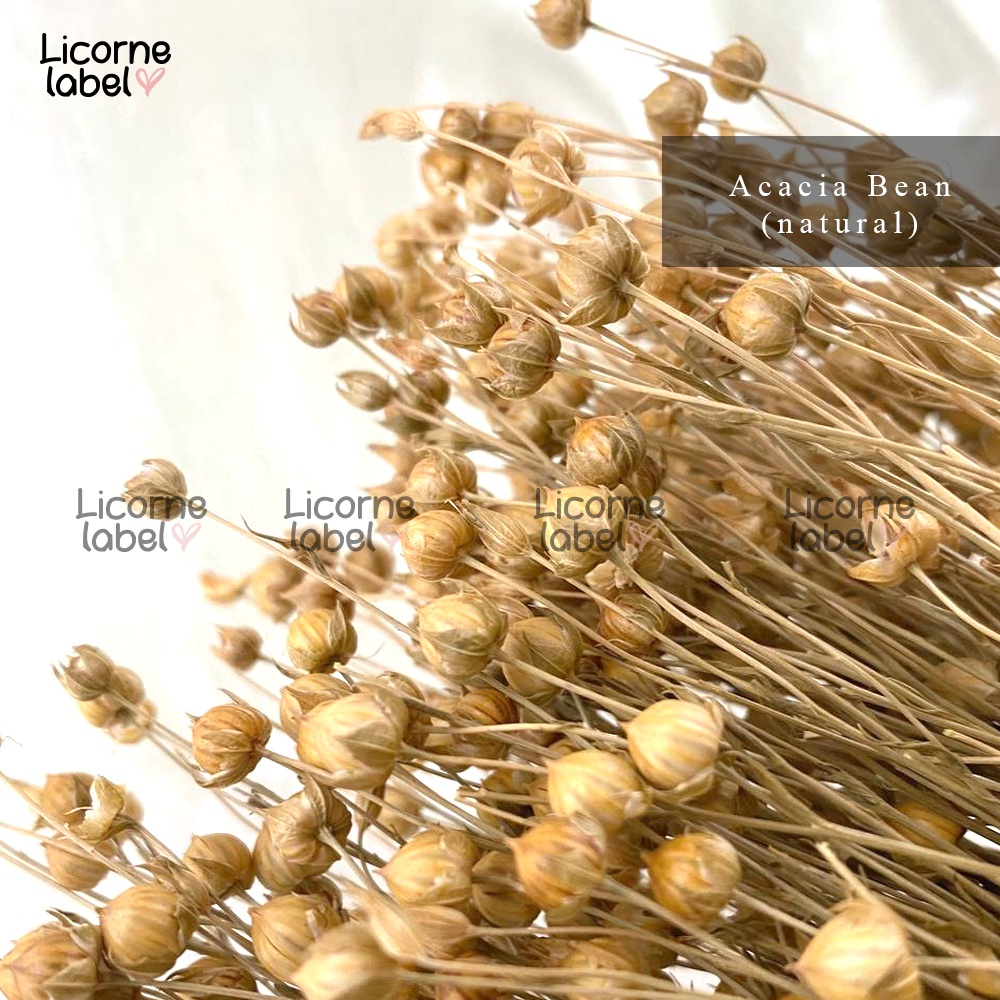 [ecer] acacia bean dried / preserved flower - bunga kering hias rustic - tanaman asli