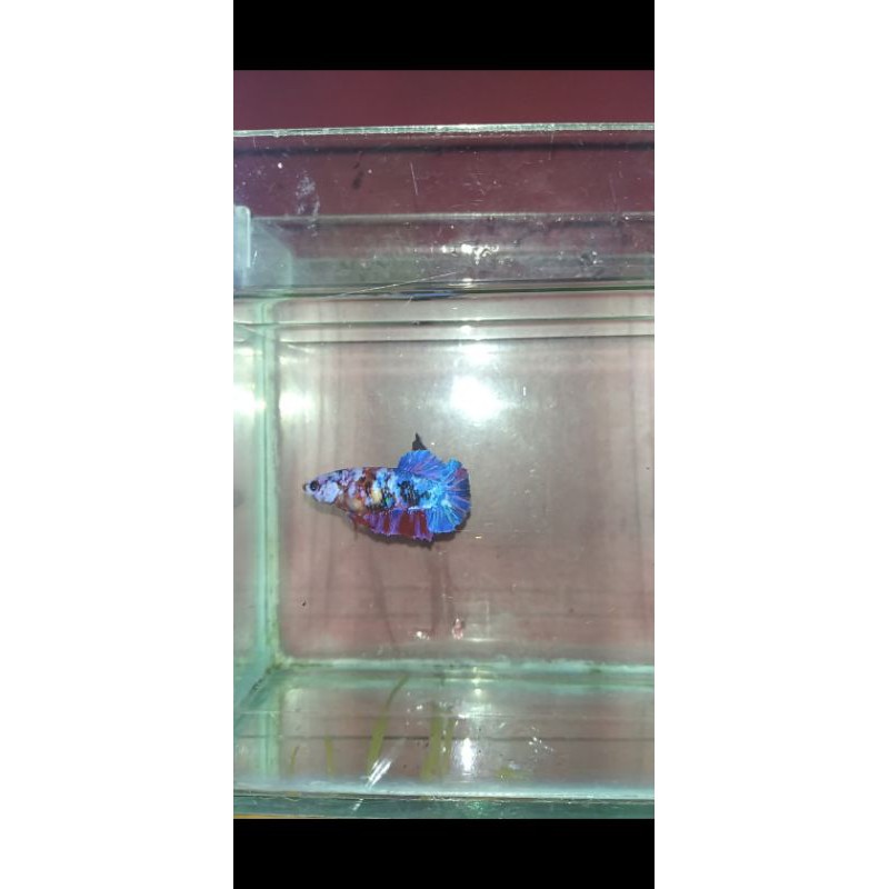 

1 pair multi colour siap breed