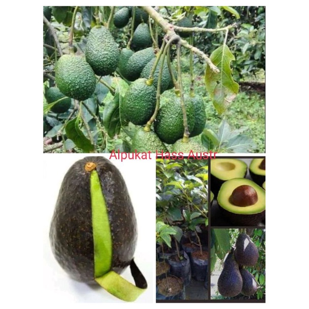 Bibit Pohon Alpukat Hass Australia