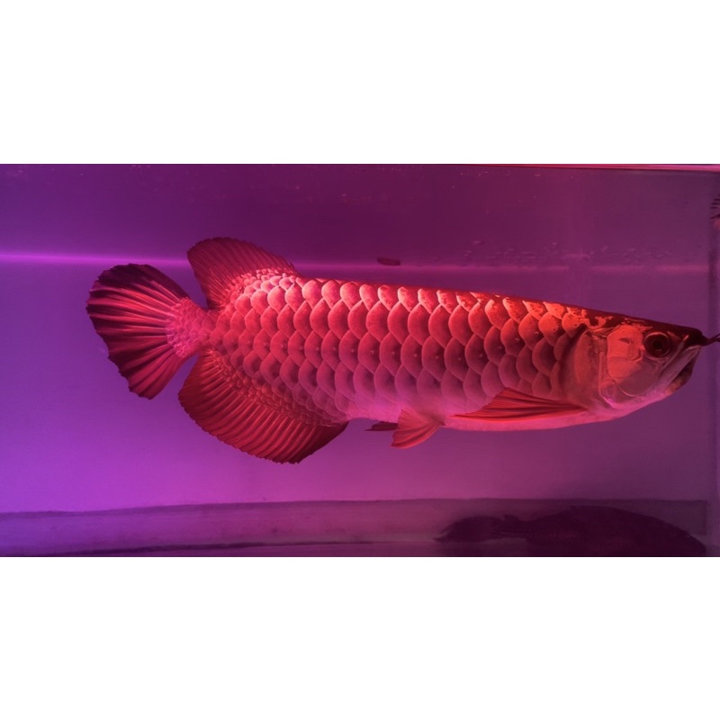 ikan arwana golden blue base SOLD