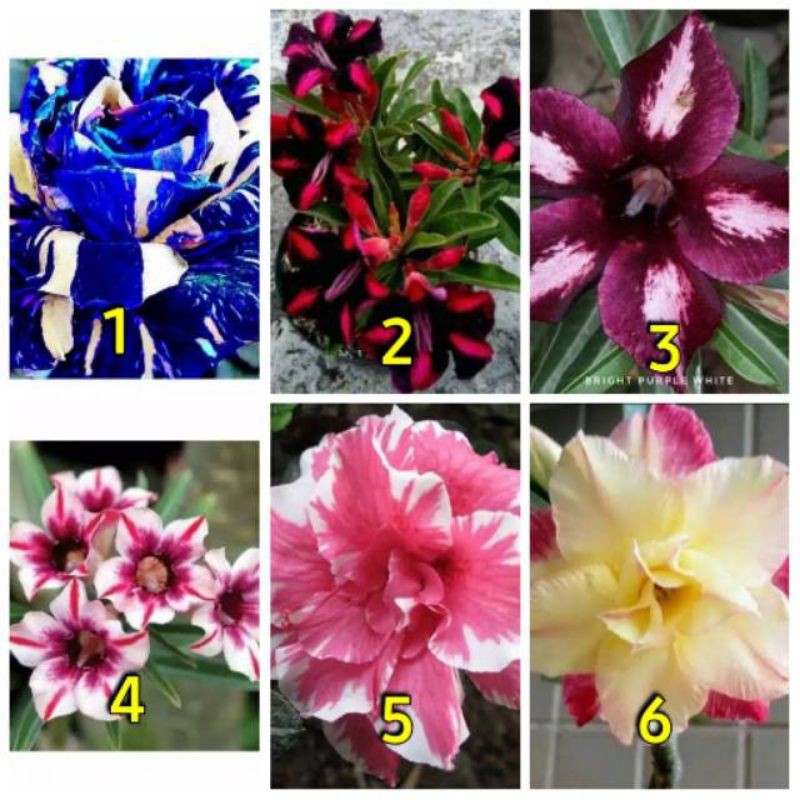 Paket 6 bunga Adenium kemboja jepang - bibit adenium