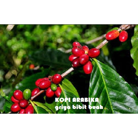 SALE Bibit Tanaman Kopi Arabika Unggul