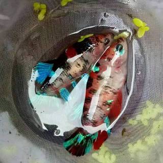 78 Koleksi Ikan Cupang Koi Emerald HD Terbaru