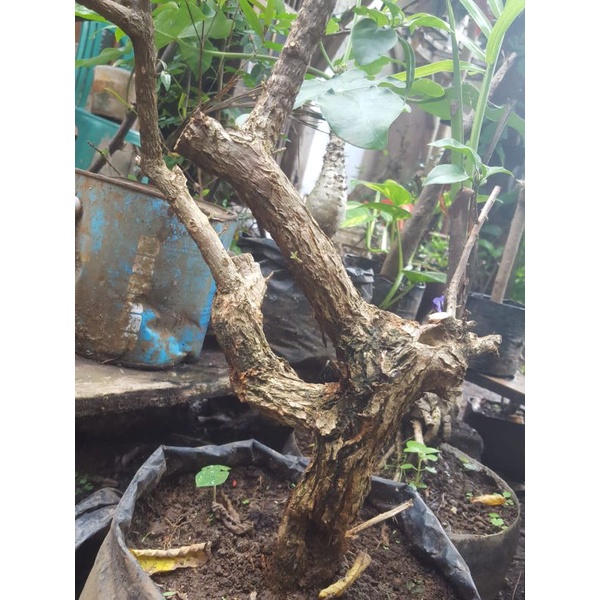BAHAN BONSAI BOUGENVILLE/BOUGAINVILLEA BONGGOL BER