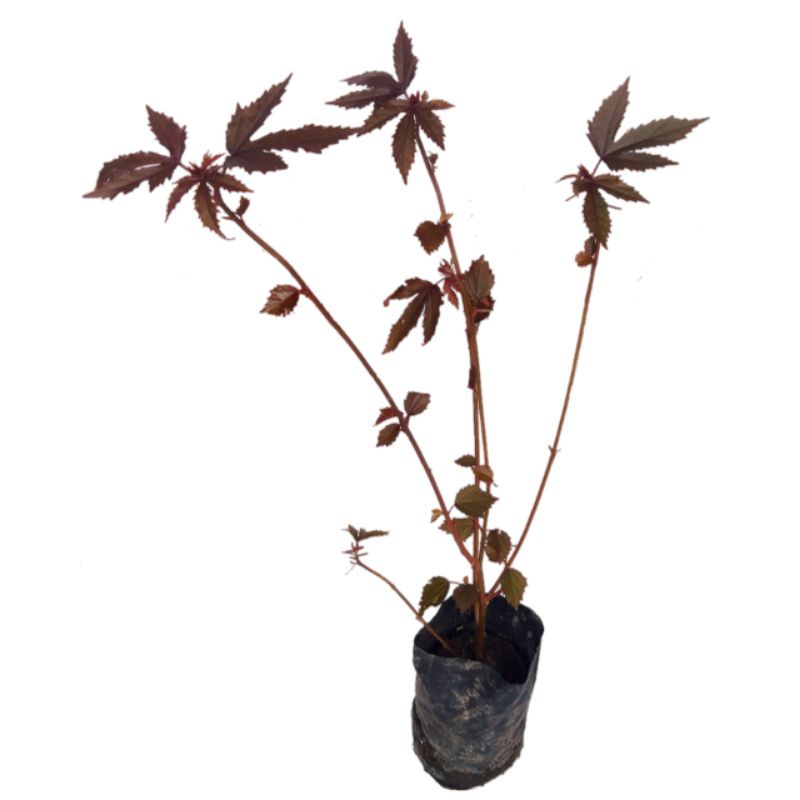 Hibiscus Acetosella / RED PANAMA