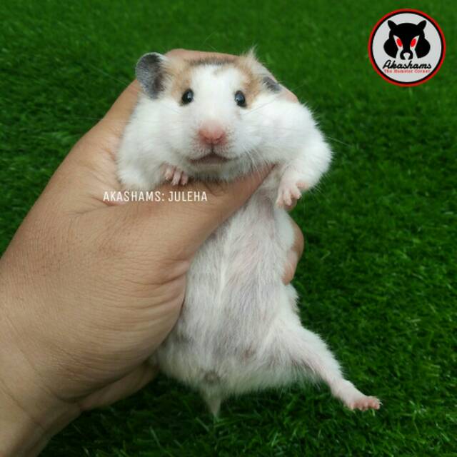 Hamster Syrian Sh Betina Siap Kawin Gosend Shopee Indonesia