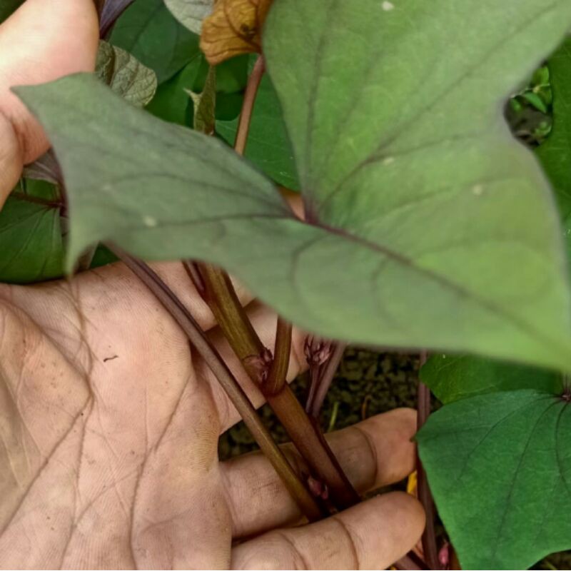 

jual daun ubi jalar segar press bonus steknya