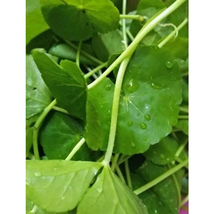 

Daun pegagan segar organik 1kg (obat herbal)