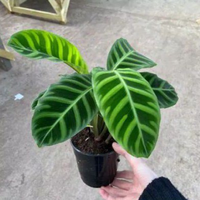 Tanaman Calathea Zebrina / Kalatea Zebrina