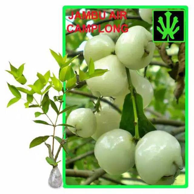 Bibit jambu air berbunga/berbuah