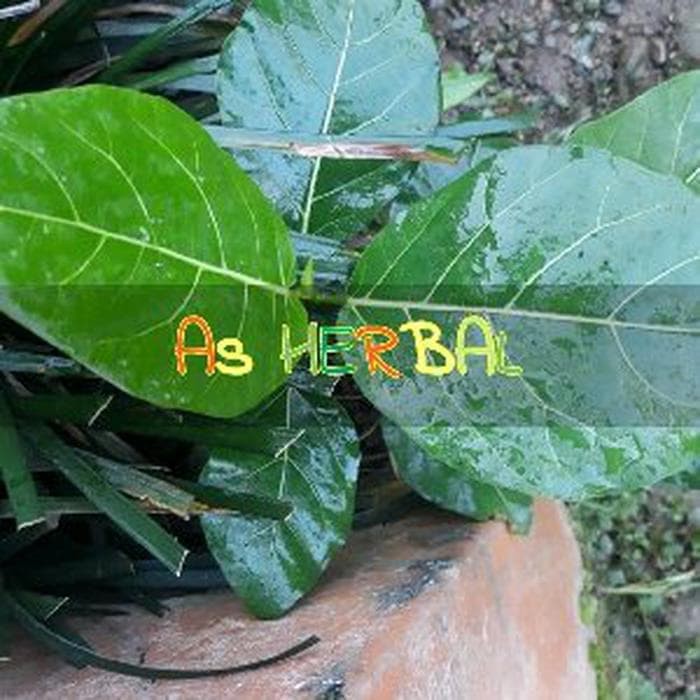 

terbaik Daun Awar awar Segar 500 gram - GRATIS kunyit segar