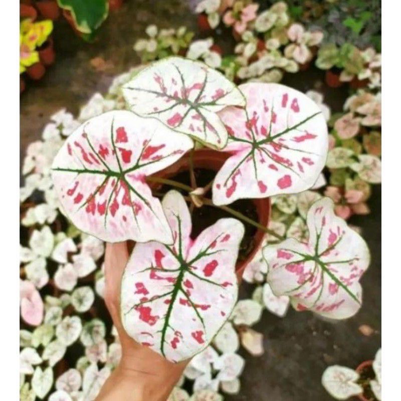 bibit bonggol tanaman hias keladi white Thailand