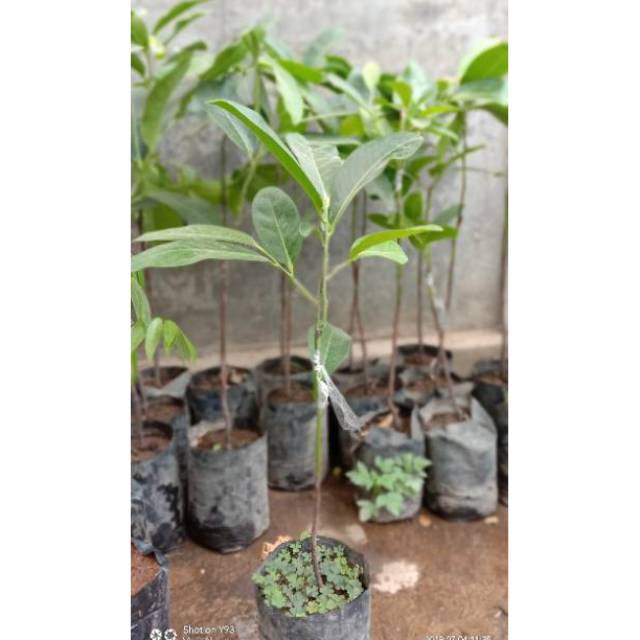 bibit buah black sapote