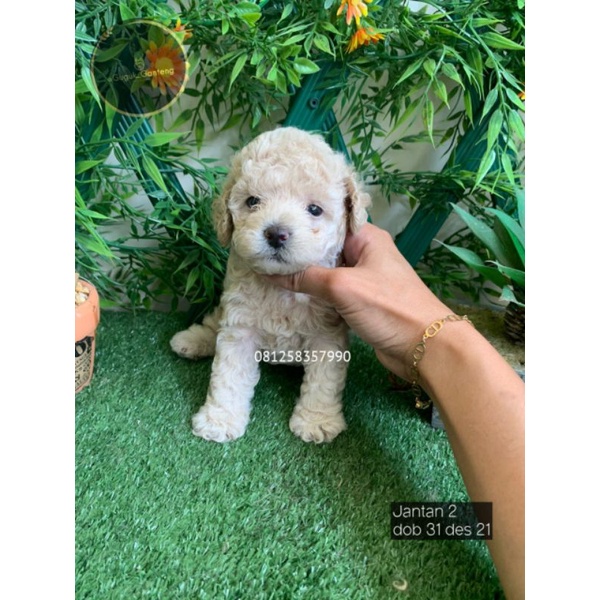 POODLE JANTAN DAN BETINA