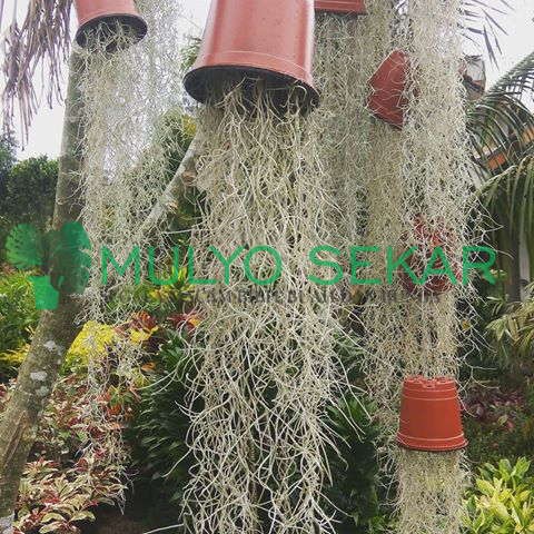 Tanaman Hias Spanish Moss tillandsia jenggot nabi - jenggot dewa