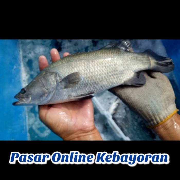 

Ikan Kakap Putih Segar - 1 Kg