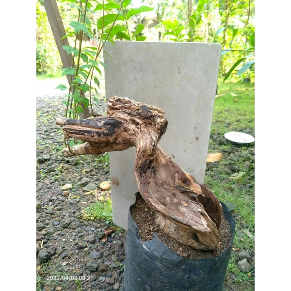 Bahan Bonsai Wareng daun bintang Karakter batang mati
