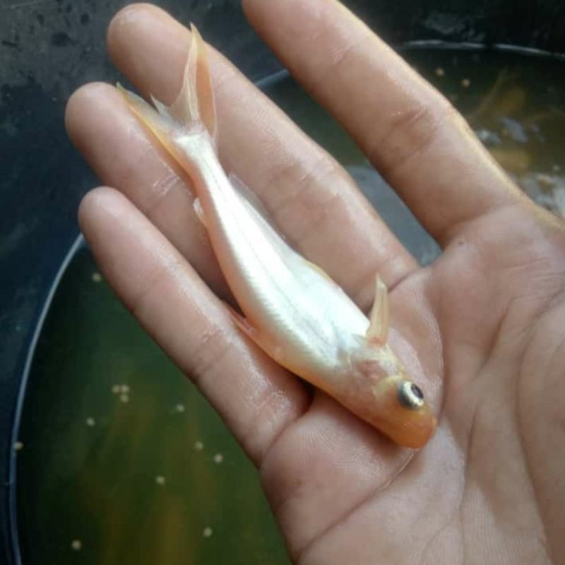 

patin albino