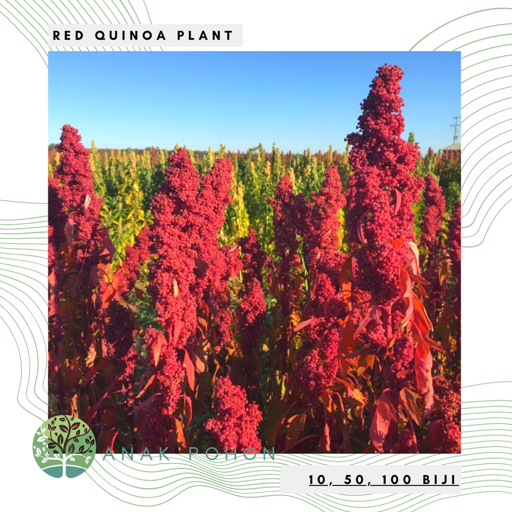 Benih Bibit Biji - Red Quinoa Merah Premium Seeds - IMPORT - Cocok untuk Microgreens